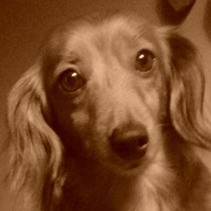 Meet your Posher, Carrie